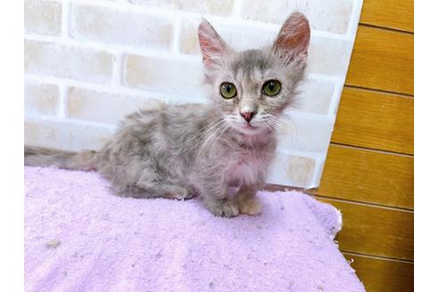 成約済の東京都のその他の猫種-30577の1枚目