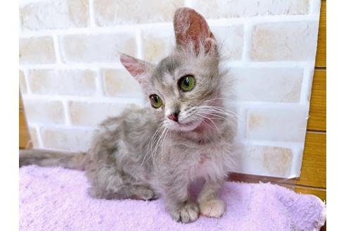 成約済の東京都のその他の猫種-30577の2枚目