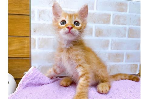 成約済の東京都のその他の猫種-33129の3枚目