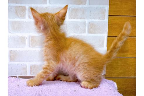 成約済の東京都のその他の猫種-33129の2枚目