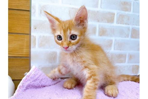 成約済の東京都のその他の猫種-33129の4枚目