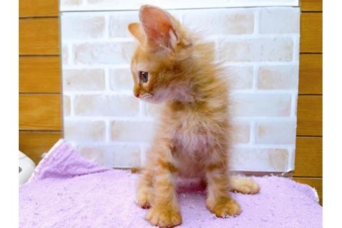 成約済の東京都のその他の猫種-33129の5枚目