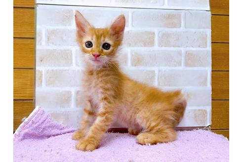 東京都でその他の猫種の子猫を探す 9ページ目 子猫ブリーダーナビ