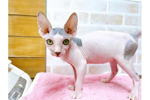 成約済の東京都のスフィンクス-28264の2枚目