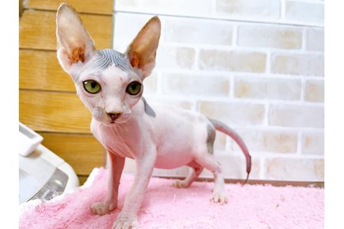 成約済の東京都のスフィンクス-28264の3枚目