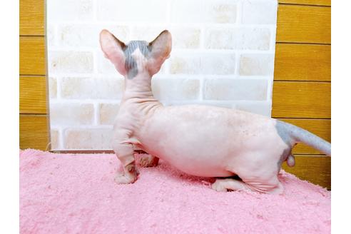 成約済の東京都のその他の猫種-27613の3枚目