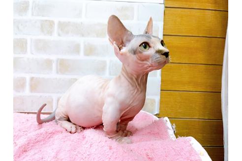 成約済の東京都のその他の猫種-27613の2枚目