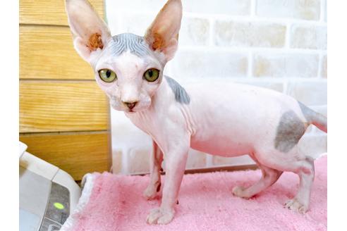 成約済の東京都のスフィンクス-28264の1枚目