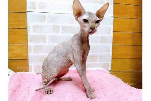 成約済の東京都のスフィンクス-27612の2枚目