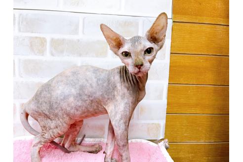 成約済の東京都のスフィンクス-27612の1枚目