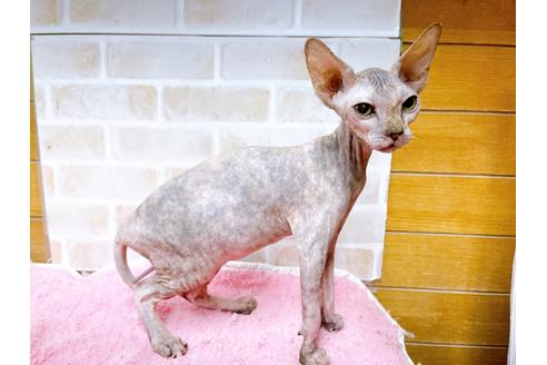 成約済の東京都のスフィンクス-27612の3枚目