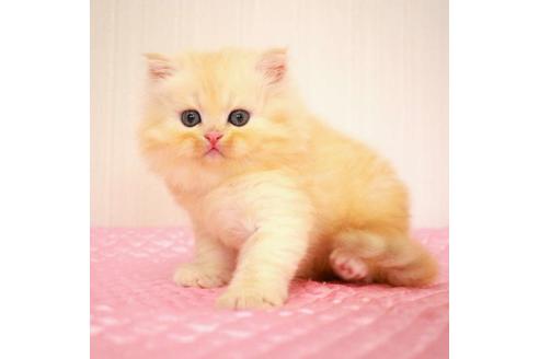 成約済の福岡県のミヌエット-33019の4枚目