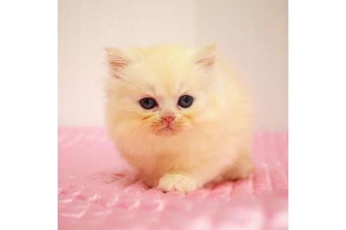 成約済の福岡県のミヌエット-33026の9枚目