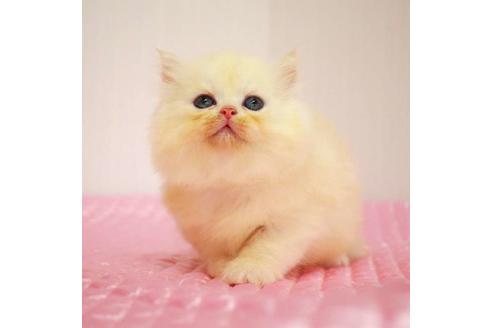 成約済の福岡県のミヌエット-33026の8枚目