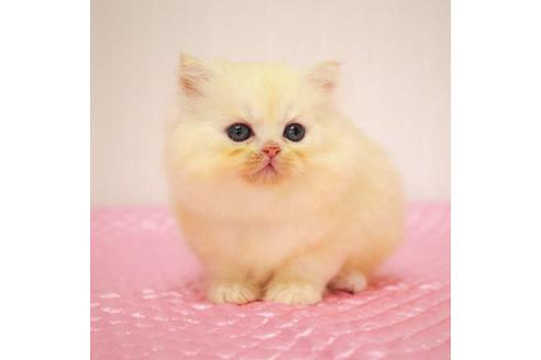 成約済の福岡県のミヌエット-33026の7枚目