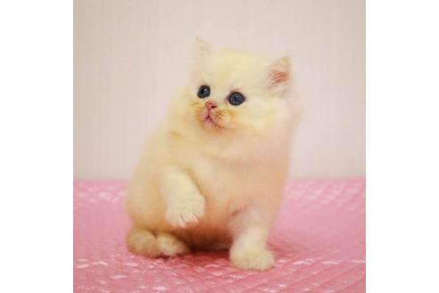 成約済の福岡県のミヌエット-33026の6枚目