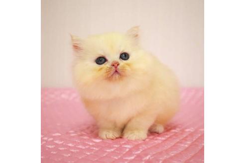 成約済の福岡県のミヌエット-33026の4枚目