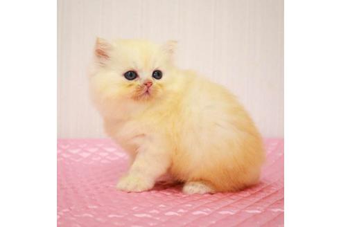 成約済の福岡県のミヌエット-33026の2枚目