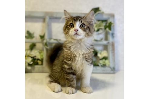 成約済の大阪府のサイベリアン-33066の5枚目