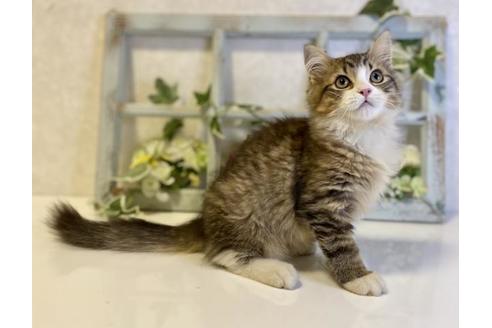 成約済の大阪府のサイベリアン-33066の6枚目