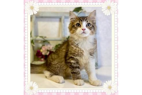 成約済の大阪府のサイベリアン-33066の1枚目