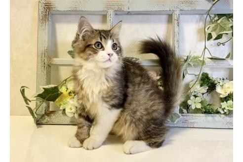 成約済の大阪府のサイベリアン-33066の3枚目