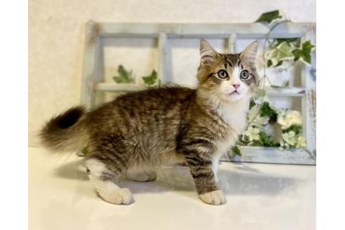 成約済の大阪府のサイベリアン-33066の2枚目