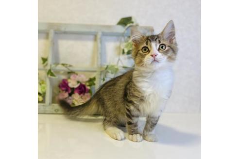 成約済の大阪府のサイベリアン-33068の2枚目