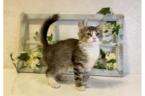 成約済の大阪府のサイベリアン-33068の4枚目