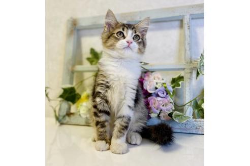 成約済の大阪府のサイベリアン-33068の6枚目