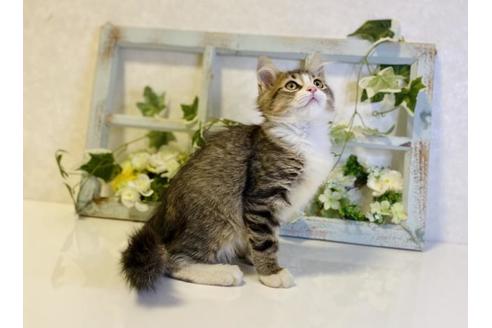 成約済の大阪府のサイベリアン-33068の3枚目