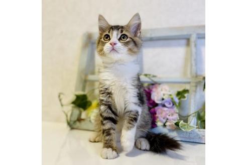 成約済の大阪府のサイベリアン-33068の5枚目