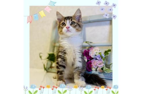 成約済の大阪府のサイベリアン-33068の1枚目