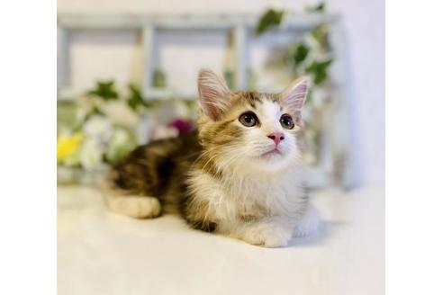 成約済の大阪府のサイベリアン-33069の2枚目