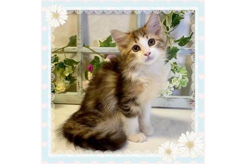 成約済の大阪府のサイベリアン-33069