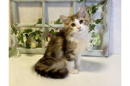 成約済の大阪府のサイベリアン-33069の3枚目