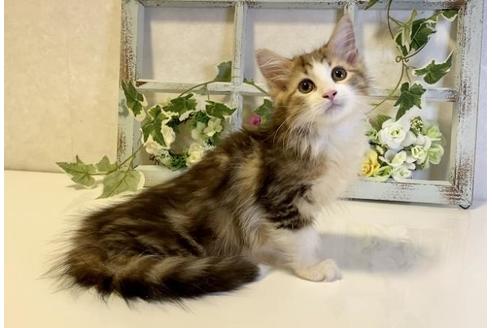 成約済の大阪府のサイベリアン-33069の4枚目