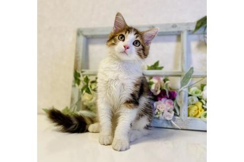 成約済の大阪府のサイベリアン-33071の6枚目