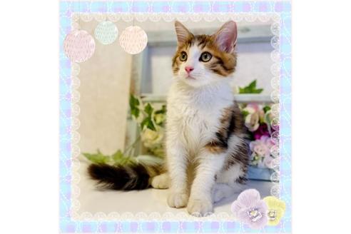 成約済の大阪府のサイベリアン-33071の1枚目