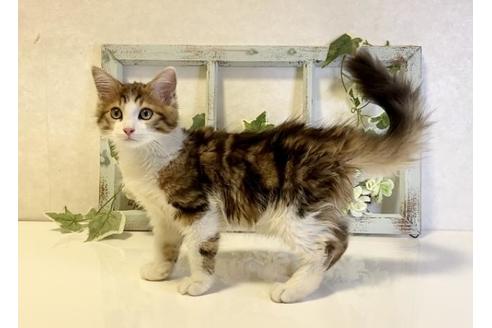 成約済の大阪府のサイベリアン-33071の2枚目