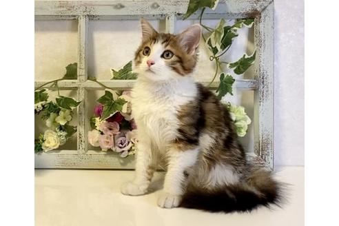 成約済の大阪府のサイベリアン-33071の5枚目