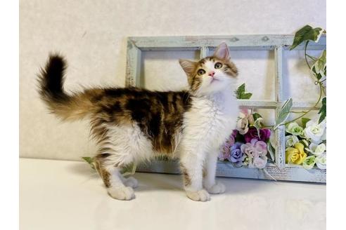 成約済の大阪府のサイベリアン-33071の4枚目