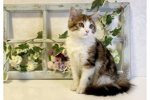 成約済の大阪府のサイベリアン-33071の3枚目