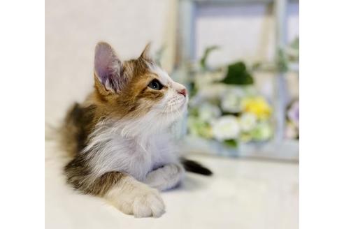 成約済の大阪府のサイベリアン-33073の3枚目