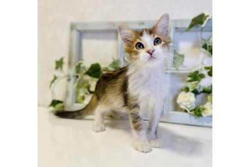 成約済の大阪府のサイベリアン-33073の2枚目