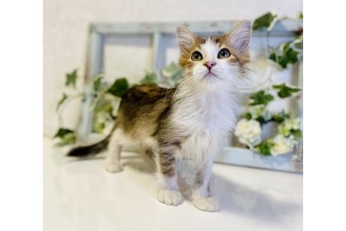 成約済の大阪府のサイベリアン-33073の4枚目