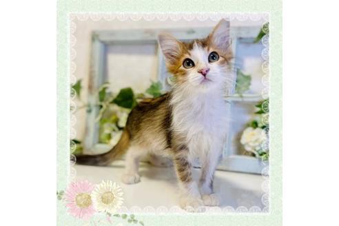 成約済の大阪府のサイベリアン-33073の1枚目