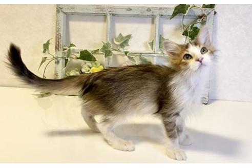 成約済の大阪府のサイベリアン-33073の5枚目