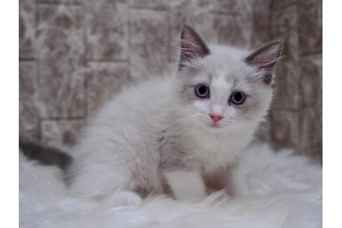小さめ！猫目ルチルたん！かわいい！
