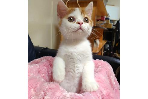 成約済の愛知県のスコティッシュフォールド-31867の5枚目